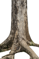 old tree trunk with big roots isolated png