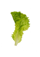 Leaf of fresh lettuce isolated png