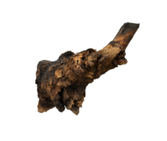 Old root of the tree isolated png