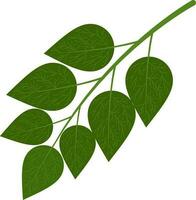 Illustration of leaves. vector