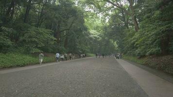 tokio, Japón - mayo 29 , 2023 meiji santuario y el adyacente yoyogi parque en tokio , Japón , video