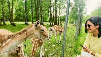 Close up woman tourist visitor feed white domestic baby deers behind fence isolated in Lithuania countryside private farm video