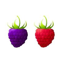 Raspberry and blackberry.For labels, menus, poster, print, or packaging design. Vector illustration