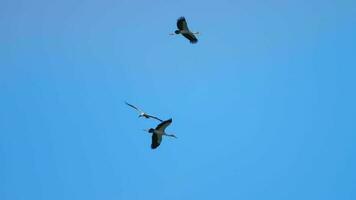 Flock of Asian Openbill Anastomus oscitans flying overhead in blue sky during migration season in Phuket island. Thailand.Birds in the sky overhead video