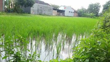 arroz Campos e nublado céu Visão em uma Fazenda dentro yogyakarta área video