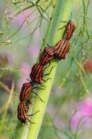 A group of red and black striped beetles on a blade of grass photo