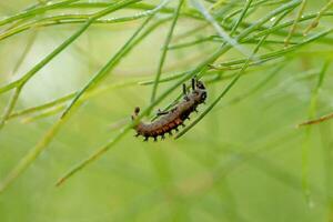 Asian ladybug larva on a fennel plant against photo