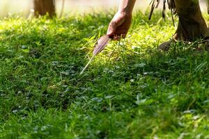 Man picks up a bird's feather in a meadow on the banks of a stream photo