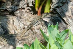 Viviparous lizard close-up. Brown beautiful lizard on a wooden background photo