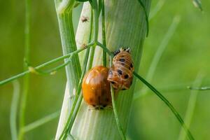 newly hatched ladybird with the empty larval shell photo