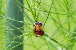 Asian ladybug larva on a fennel plant against photo