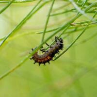 Asian ladybug larva on a fennel plant against photo