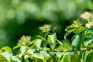 Detail shot of Red Dogwood - Cornus sanguinea flowers photo