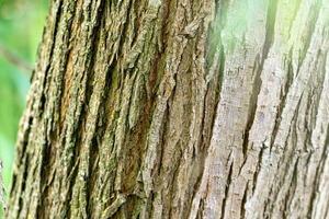 Close up of willow tree bark with deep cracks photo