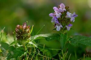 heal flower flowers common vulgaris in bloom in the meadow photo