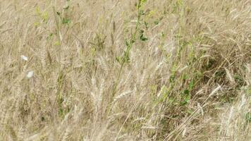 Single green tree in wheat field video