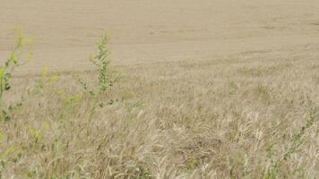 A manmade road in the wheat field video