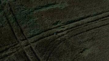 Young lady in the middle of the wheat field video