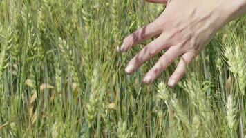 Young lady touching the wheat spikelets in the middle of the wheat field video