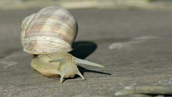 Closeup of a vineyard snail in summer time. Free space for a text video