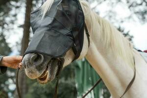 the muzzle of a white horse in a protective mask. protection of animal photo