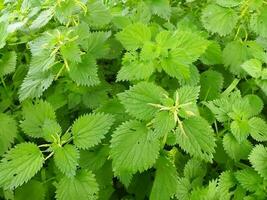 Thickets of nettles in nature. Wild nettle cover. photo