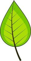 Illustration of green leaf. vector