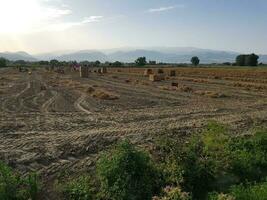 Farmers picking garlic in the Vega de Granada using a tractor. photo