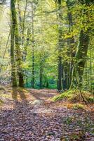 bosque naturaleza huelgoat en otoño foto