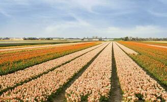 Países Bajos vistoso paisaje y flores foto