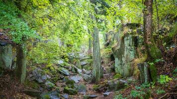 Forest hiking in Alsace forest photo