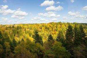 bosque naturaleza huelgoat en otoño foto