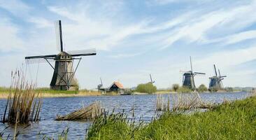 Netherlands colorful country of windmills and tulips flowers photo