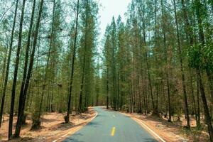 paisaje de la carretera y pino bosque foto
