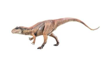 dinosaur , Allosaurus on isolated background photo