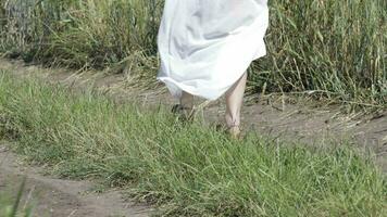 joven dama caminando en el medio de el trigo campo video