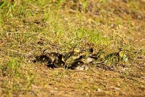 Ducklings sitting in the grass photo