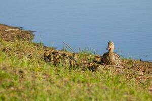 Mother duck with ducklings photo