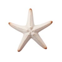 petit étoile de mer isolé. illustration ai génératif png