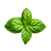 Green single basil leaf isolated. Illustration png
