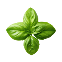 verde solteiro manjericão folha isolado. ilustração ai generativo png