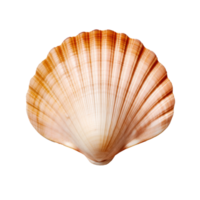 Small sea shell isolated. Illustration png