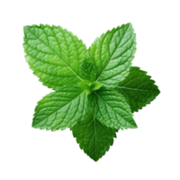 Mint leaf isolated on white. Illustration AI Generative png