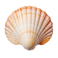 Small sea shell isolated. Illustration png