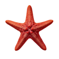 pequeno estrelas do mar isolado. ilustração ai generativo png