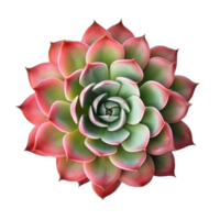 Echeveria plant without pots isolated. Illustration AI Generative png