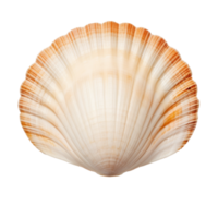 Small sea shell isolated. Illustration AI Generative png