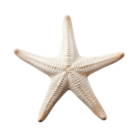 piccolo stella marina isolato. illustrazione ai generativo png