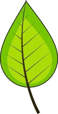 Illustration of green leaf.