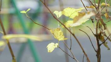 Empty playground, swing chair rocking alone in autumn playground video